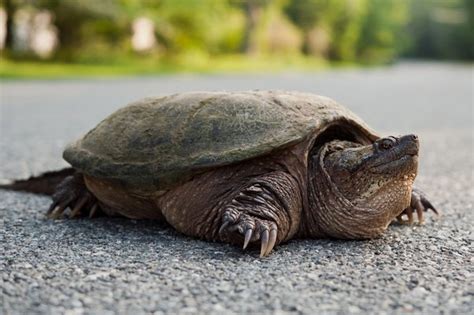 Can You Have a Snapping Turtle as a Pet, and Why Do They Always Look Like They’re Judging You?