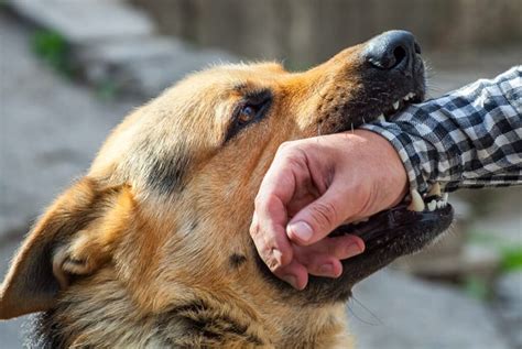 Can You Shoot an Animal Attacking Your Pet? And What If the Animal Was Actually a Robot?