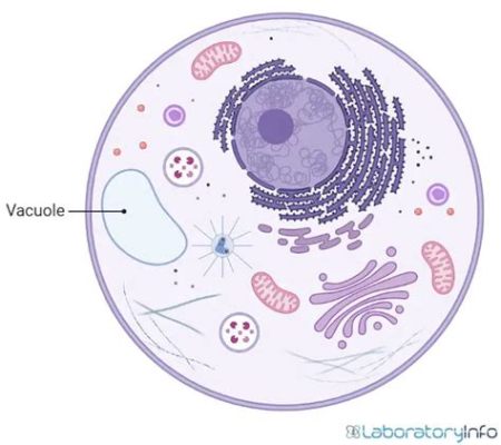 Do Animal Cells Have Central Vacuole? Exploring the Intricacies of Cellular Structures