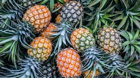 Do You Need a Visa to Travel to Bali? And Why Pineapples Might Be the Key to Your Next Adventure