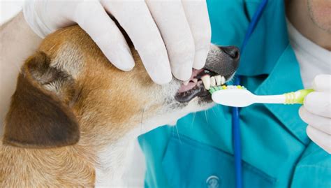 Does Pet Insurance Cover Dental Work: Unraveling the Mysteries of Canine Cavities and Feline Fillings