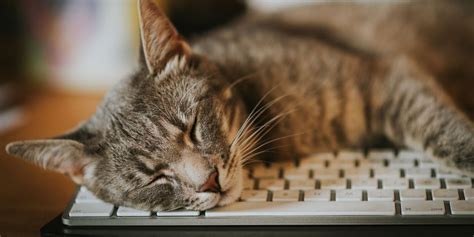 How Much Does Laptop Repair Cost? And Why Do Cats Always Sit on Keyboards?