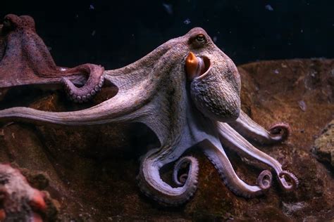 How much is a pet octopus, and why do they make better roommates than humans?