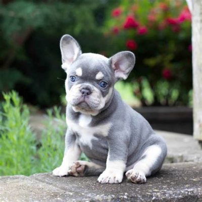 How Much Is Pet Insurance for a French Bulldog: A Dive into the World of Canine Coverage and Beyond