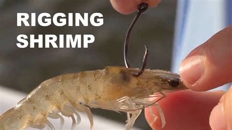 How to Hook Live Shrimp for Fishing: A Deep Dive into the Art of Baiting and Beyond