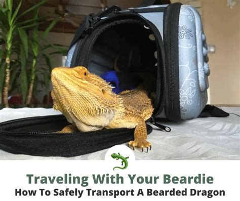 How to Travel with a Bearded Dragon: A Guide to Adventures with Your Scaly Companion