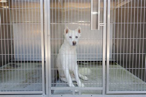 Is Animal Friends of the Valley a No-Kill Shelter? Exploring the Ethics of Animal Rescue