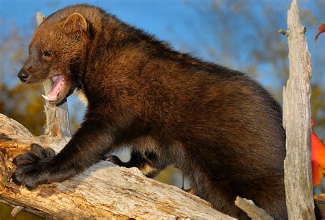 What Animal Can Kill a Fisher Cat, and Why Do We Even Care About Their Predators?