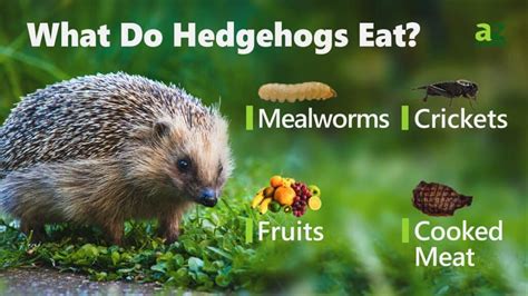 What Animal Eats Hedgehogs? And Why Do They Sometimes Wear Tiny Hats?