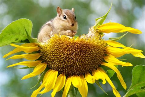 What Animal Eats Sunflowers? And Why Do They Sometimes Wear Sunglasses?