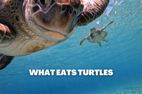 What Animal Eats Turtles: A Dive into the Predators and the Peculiar