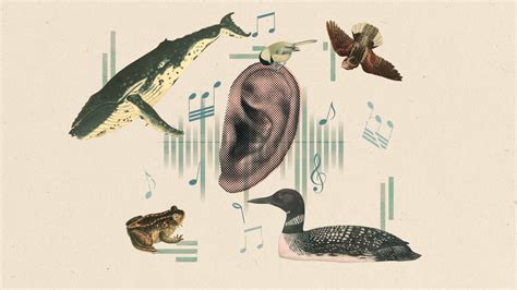 What Animal Has Big Ears: A Symphony of Nature's Acoustic Marvels