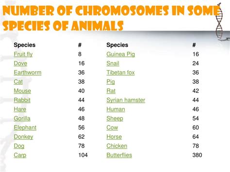 What Animal Has the Least Chromosomes and Why Does It Matter in a World of Flying Elephants?