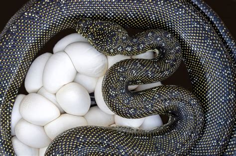 What Animal Lays Eggs and Is Not a Bird? Exploring the Curious World of Egg-Laying Creatures