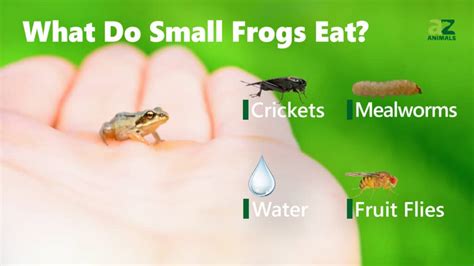 What Do Pet Frogs Eat? And Why Do They Dream of Electric Flies?