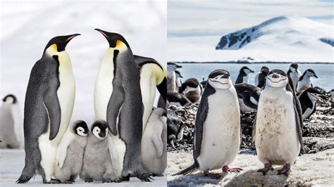 What is a Cold Weather Package? And Why Do Penguins Never Use Them?