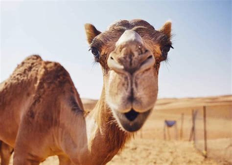 What is Israel's National Animal? And Why Do Camels Dream of Electric Fences?