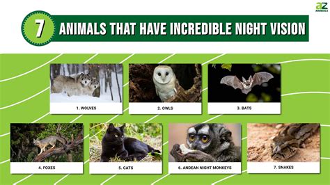 Which Animal Has the Best Night Vision? And Why Do They Always Seem to Know When You're Sneaking a Midnight Snack?