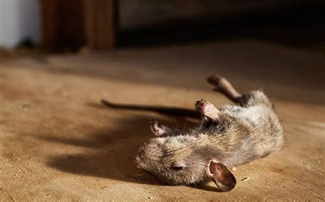 Who to Call to Remove Dead Animal Under House: A Symphony of Chaos and Order