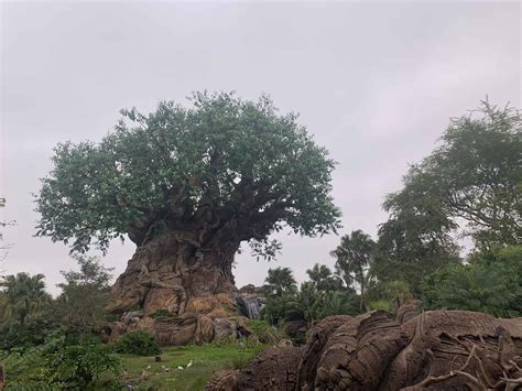 Why Does Animal Kingdom Close Early: Unraveling the Mysteries of Nature's Curfew